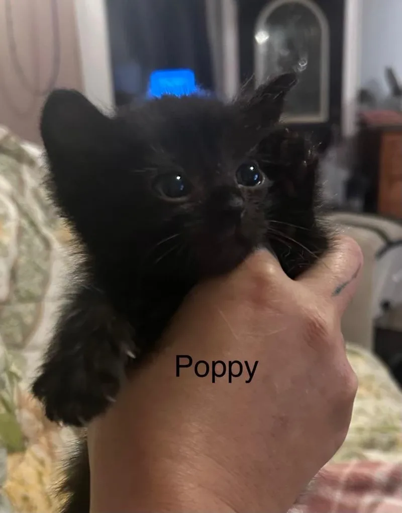A baby medium-sized female Domestic Short Hair cat named Poppy for adoption in Johnson City, TN