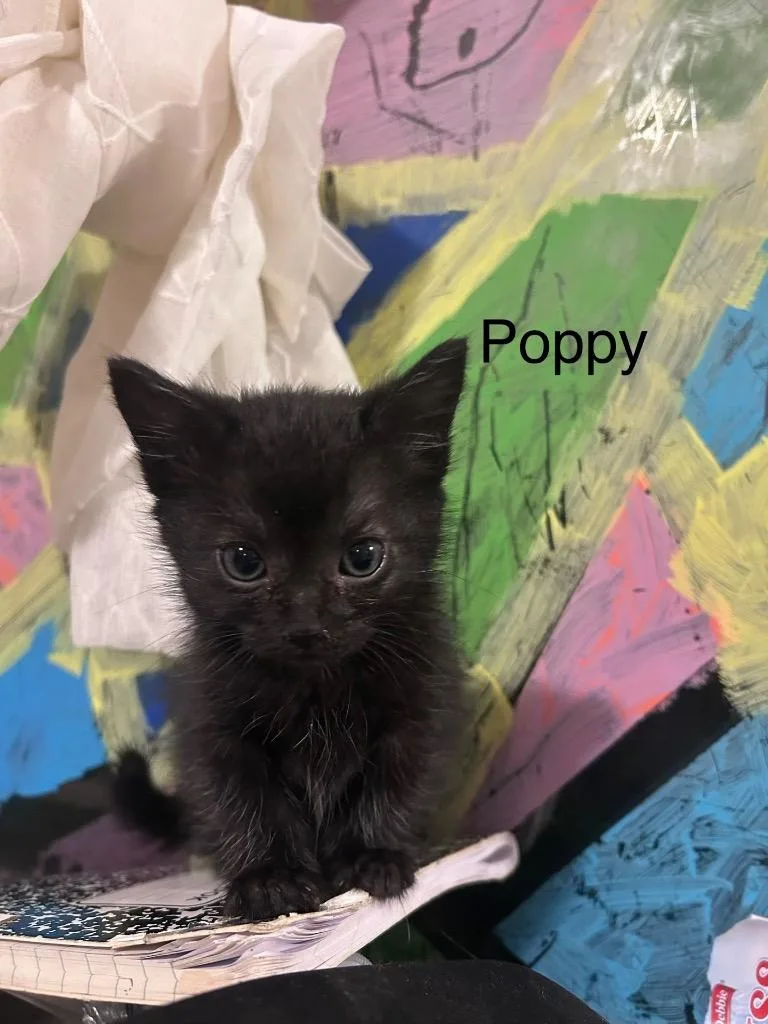 Poppy thumbnail 2