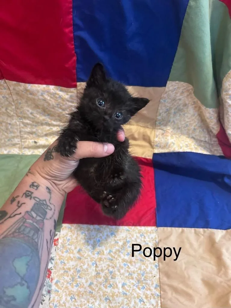 Poppy thumbnail 4