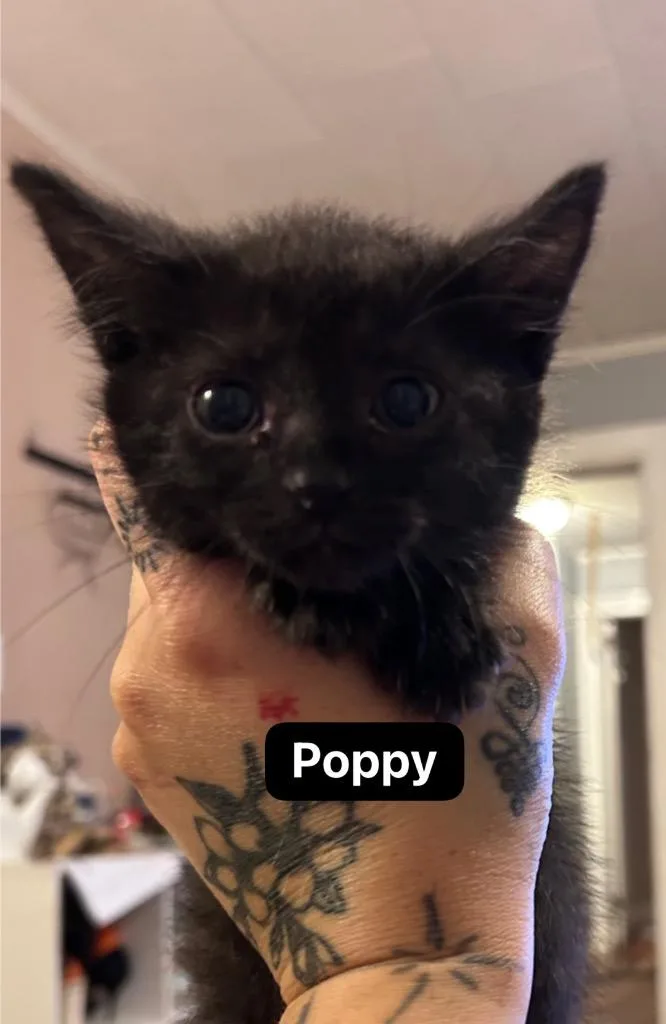 Poppy thumbnail 6