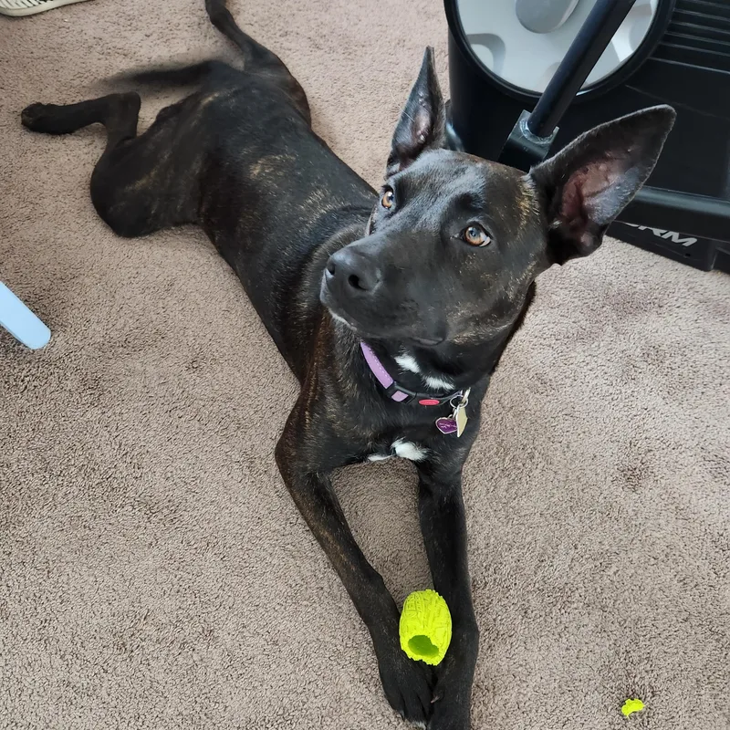 Midnight thumbnail 3