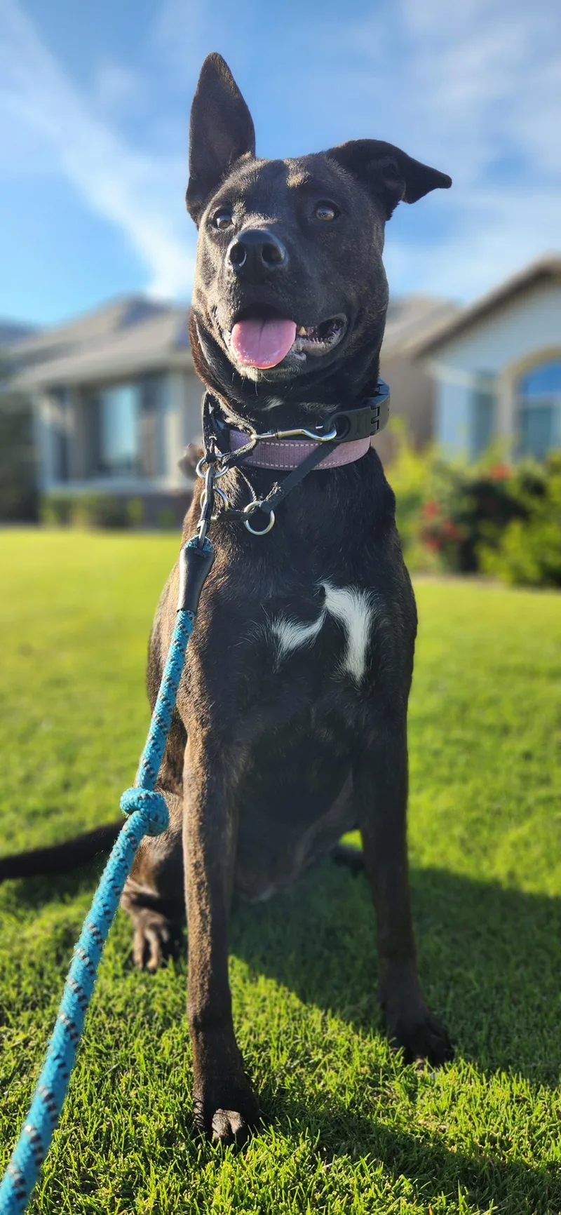 Midnight thumbnail 4