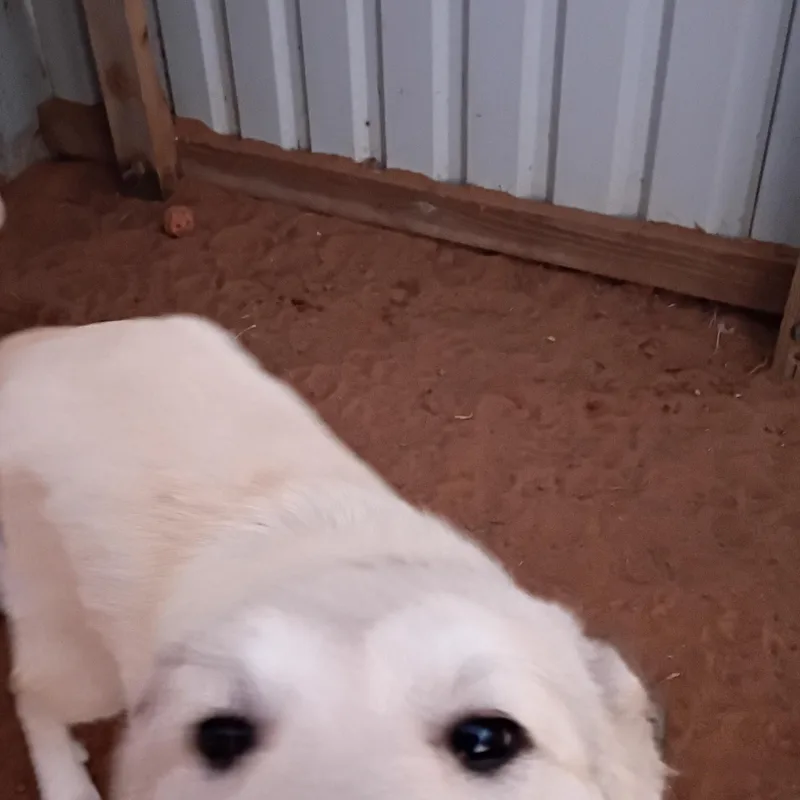 Chardany thumbnail 2