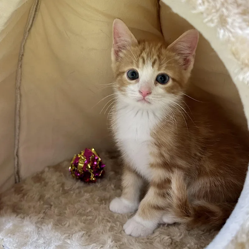 A baby medium-sized male Orange & White Tabby cat named Asics for adoption in Seymour, TN