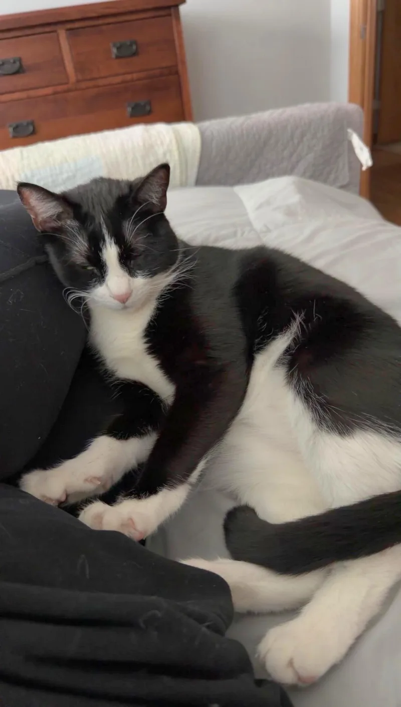 Colt  Bonded Sibling thumbnail 3