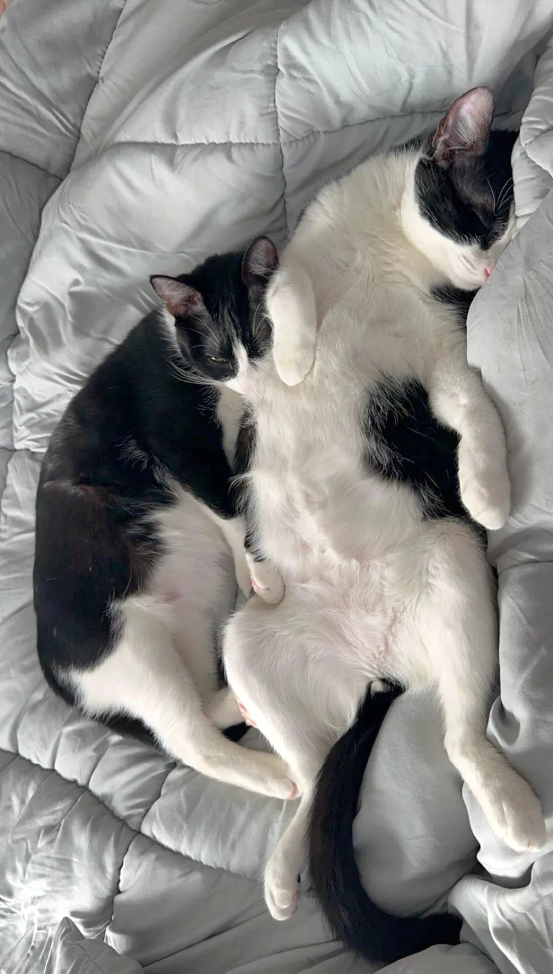 Colt  Bonded Sibling thumbnail 4