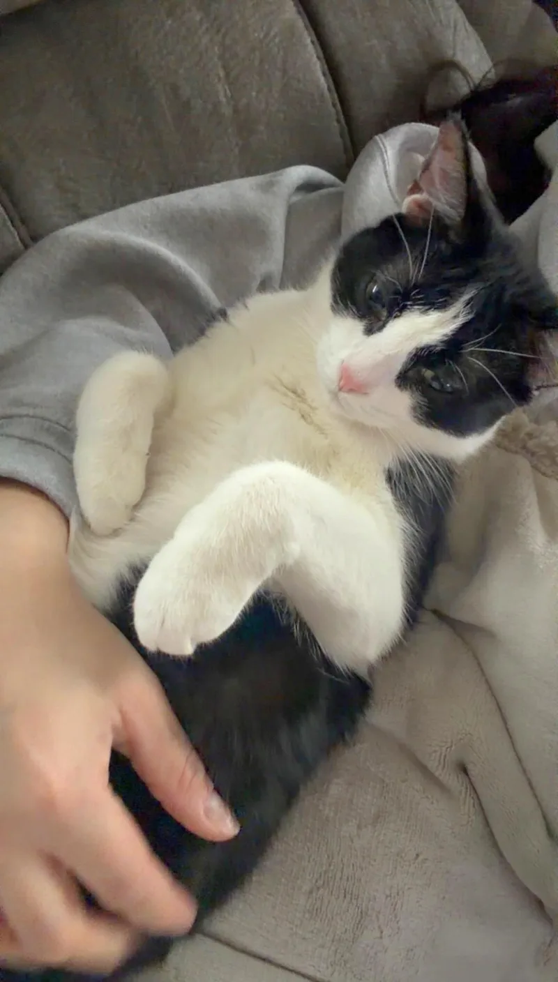 Colt  Bonded Sibling thumbnail 6