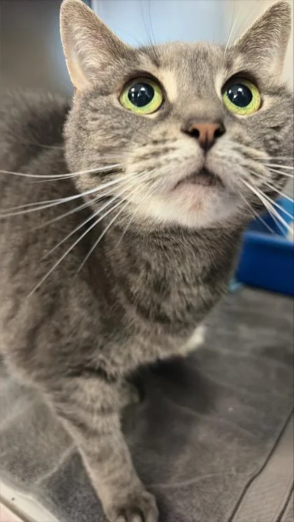 A senior small-sized female Domestic Short Hair cat named Tygra for adoption in West Chester, PA