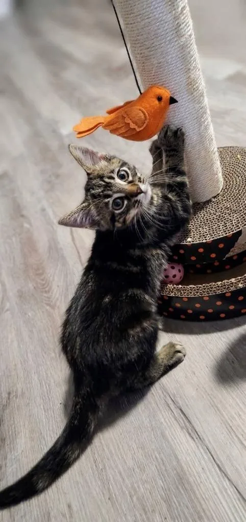 A baby medium-sized female Domestic Short Hair cat named Sadie for adoption in Miami, OK