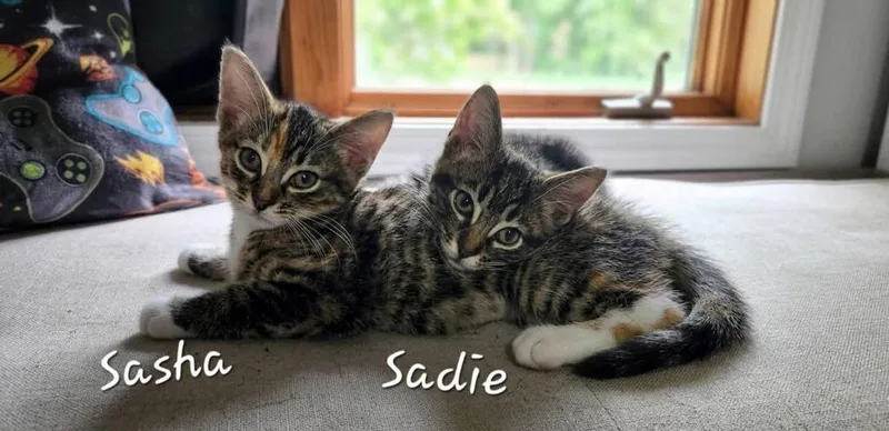 Sadie thumbnail 3