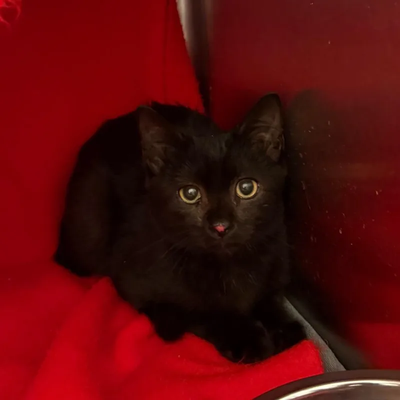 A baby small-sized male Black Domestic Short Hair cat named Smudge for adoption in Council Bluffs, IA