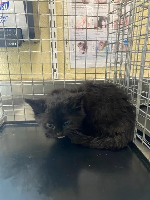 A baby small-sized male Domestic Medium Hair cat named Wybie for adoption in Fort Myers, FL