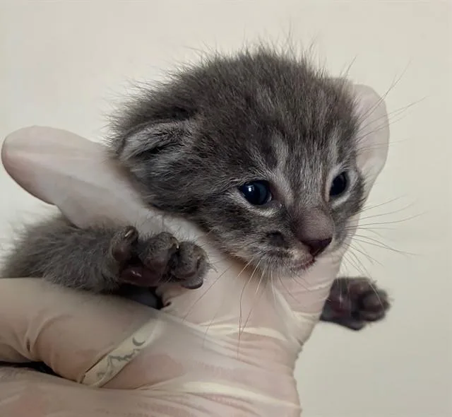 A baby small-sized female Domestic Short Hair cat named Jj for adoption in Riverside, CA