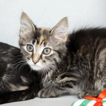A baby small-sized female Orange / Red Domestic Short Hair cat named Moxy for adoption in Atlanta, GA