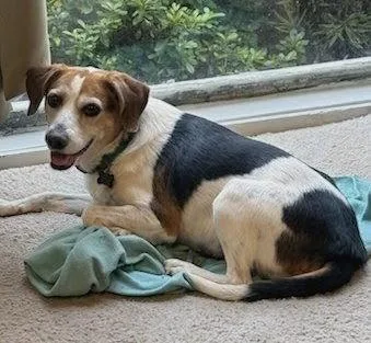 Lucy XII