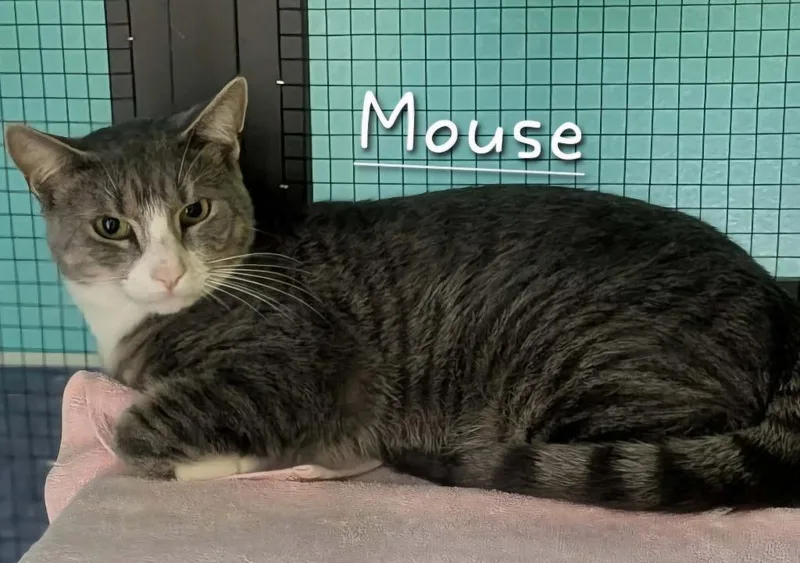 A young medium-sized male Domestic Short Hair cat named Mouse for adoption in Jim Thorpe, PA