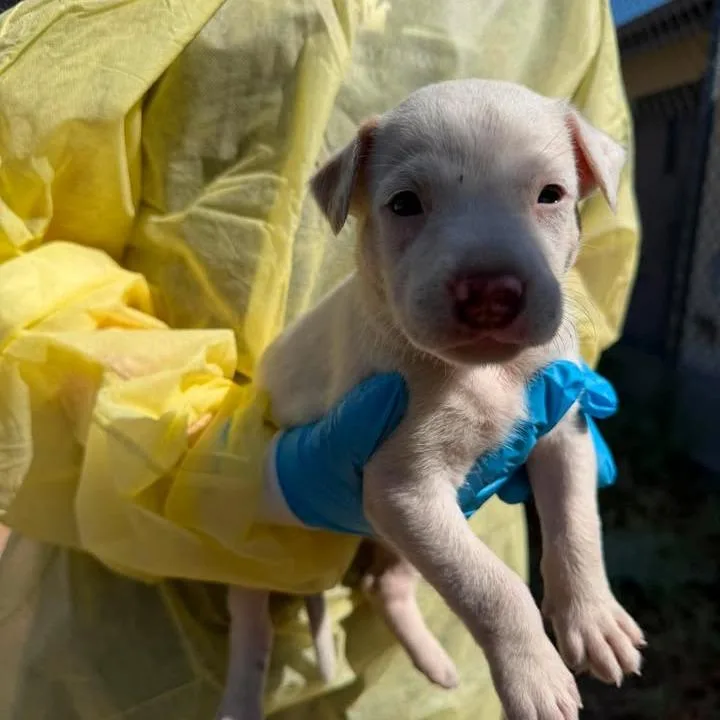 A baby small-sized female White / Cream Cattle Dog dog named Kit for adoption in Buchanan Dam, TX