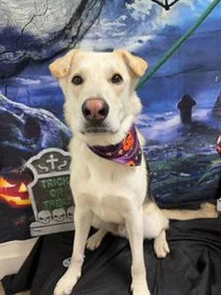 Capybara A thumbnail 2