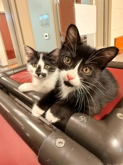Toast and Biscuit