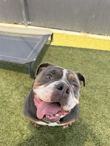 Nala