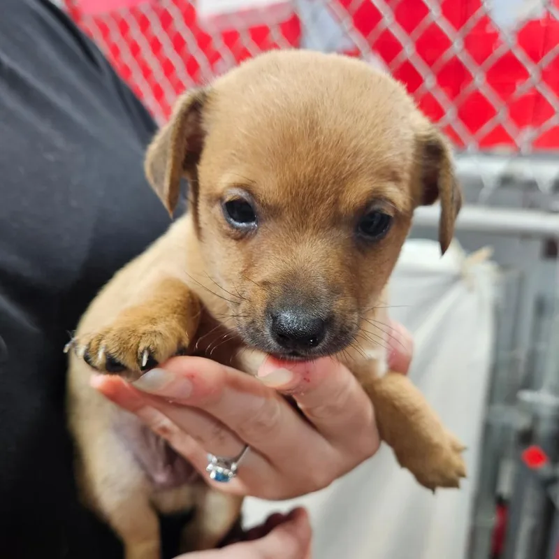 A baby small-sized male Chihuahua dog named Papi for adoption in Dickinson, TX