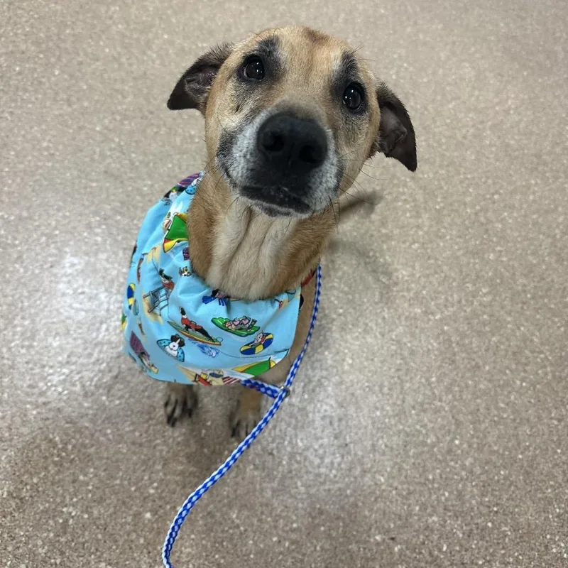 An adult medium-sized male Yellow / Tan / Blond / Fawn Mixed Breed dog named Gunner for adoption in Titusville, FL