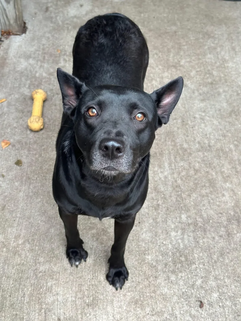 An adult medium-sized female Black Labrador Retriever dog named Pellegrina for adoption in Chicago, IL