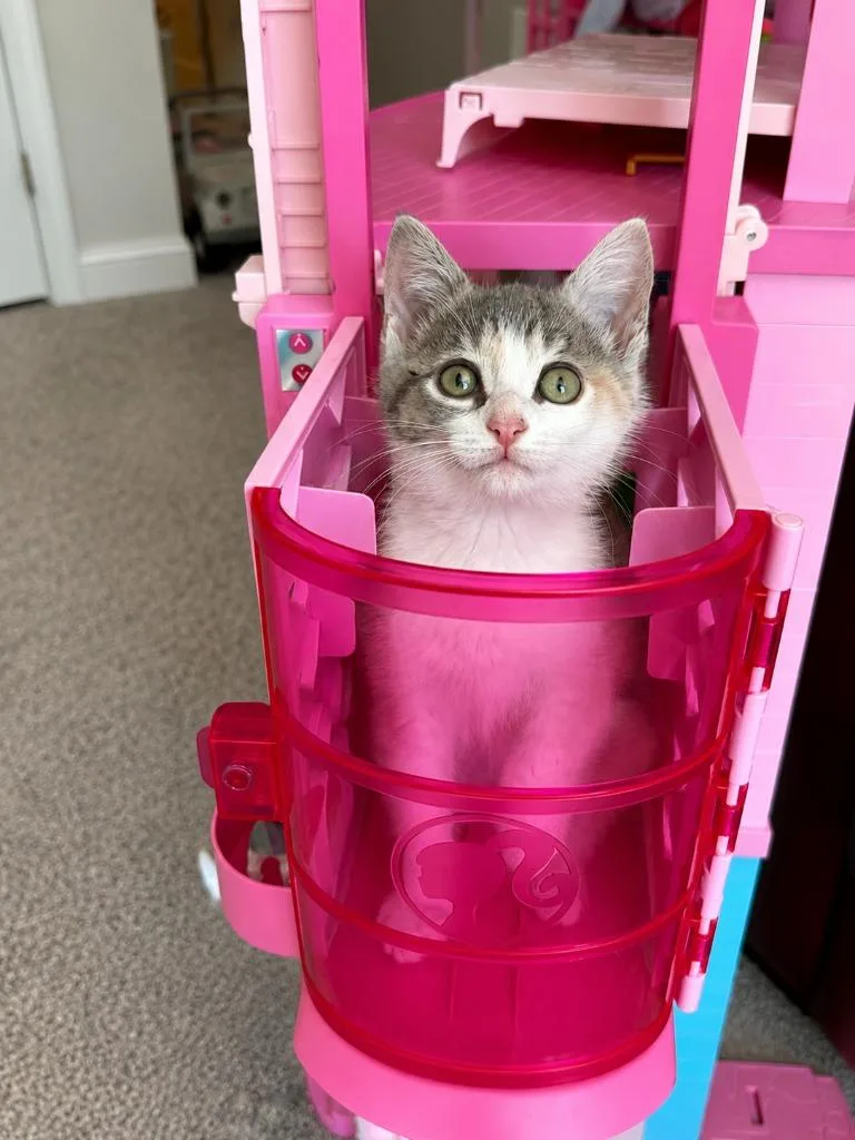 A baby medium-sized female Domestic Short Hair cat named Sassy Pants for adoption in Youngsville, NC