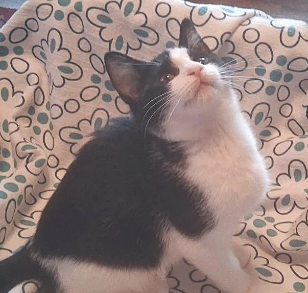 A baby medium-sized female White Domestic Short Hair cat named Tootie for adoption in Nashville, TN
