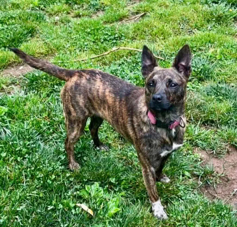 A young small-sized female Chihuahua dog named Mimi for adoption in Cookeville, TN