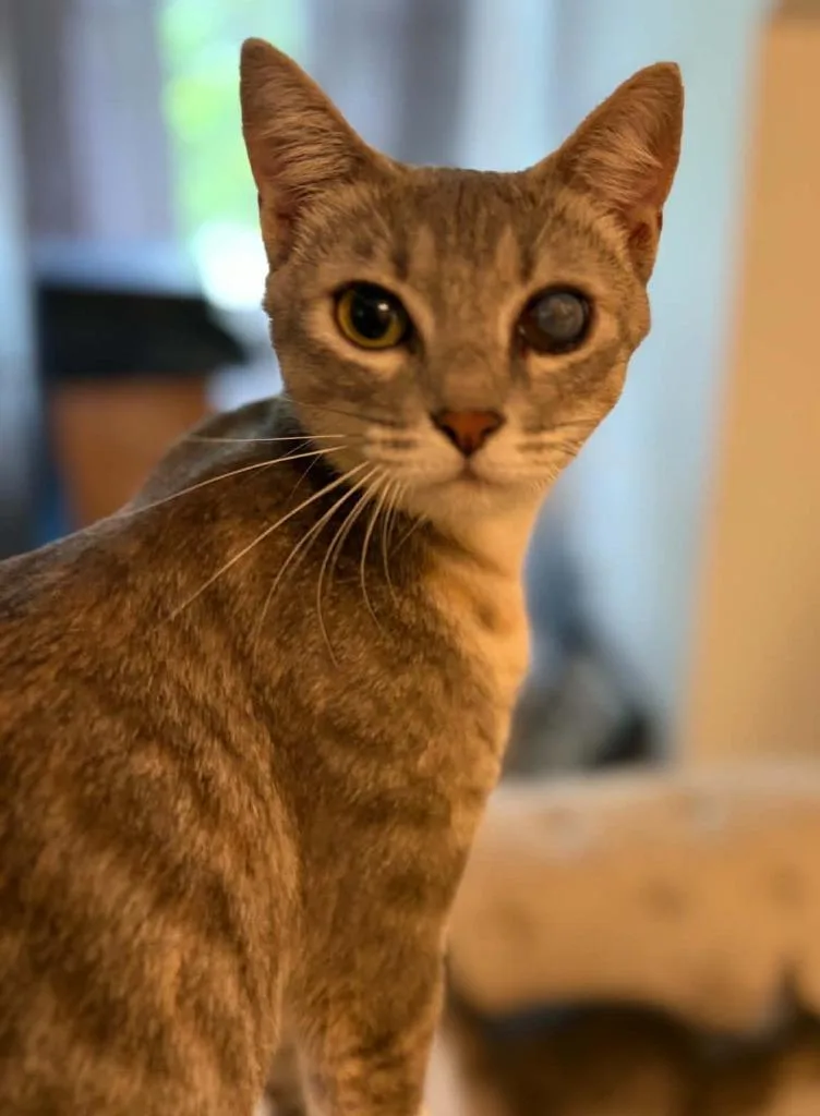 A young large-sized female Domestic Short Hair cat named Avonlea for adoption in Augusta, GA