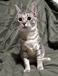 A baby small-sized female Gray / Blue / Silver Domestic Short Hair cat named Peach for adoption in Lebanon, PA