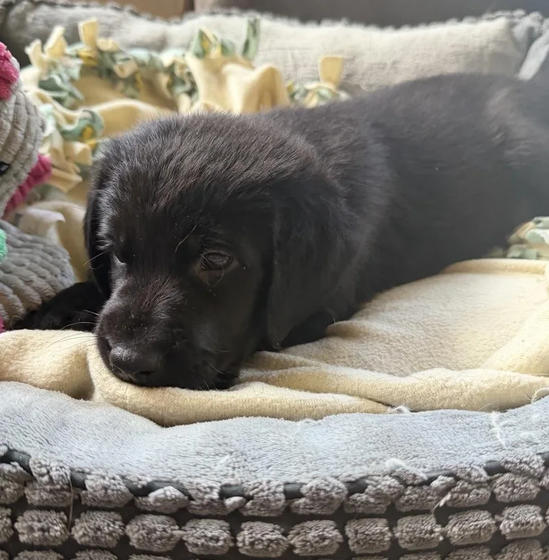 A baby small-sized male Black Hound dog named Typhoon for adoption in Waunakee, WI