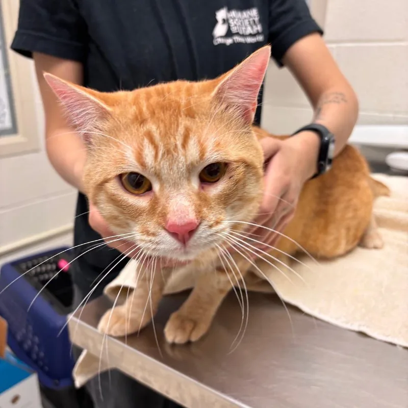 A young large-sized male Orange / Red Domestic Short Hair cat named Nino for adoption in Murray, UT