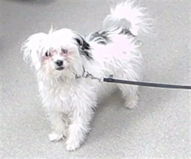 A young small-sized male Shih Tzu dog named Molecule for adoption in Omaha, NE
