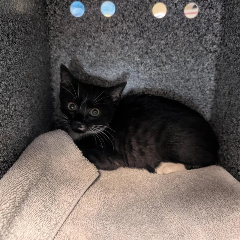 A baby small-sized male Black Domestic Short Hair cat named Kimchi for adoption in Pasadena, CA
