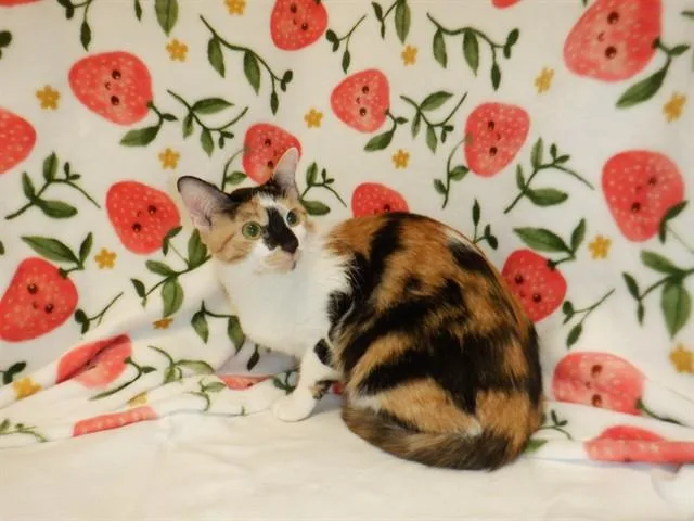 A young small-sized female Domestic Short Hair cat named Amaya for adoption in San Jose, CA