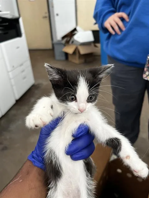 A baby medium-sized female Domestic Medium Hair cat named Willow for adoption in Dallas, TX