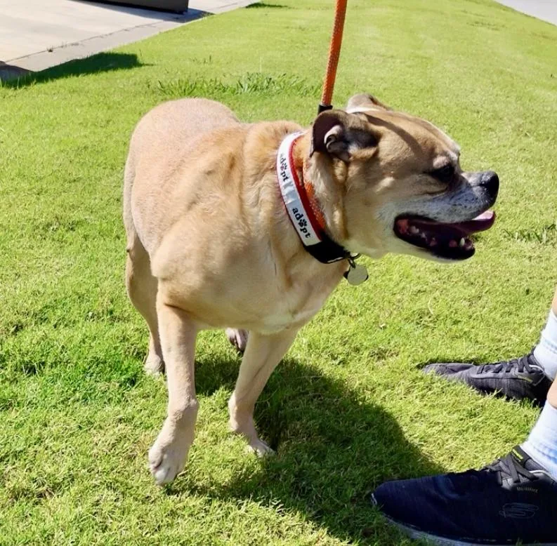 Puka – Loyal Bulldog thumbnail 2