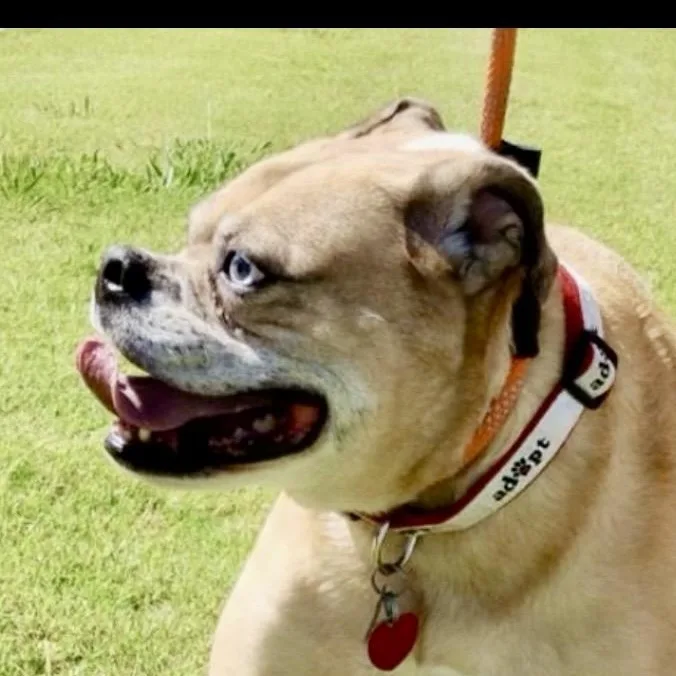 Puka – Loyal Bulldog