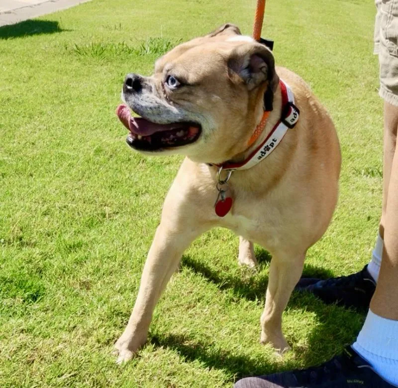 Puka – Loyal Bulldog thumbnail 3