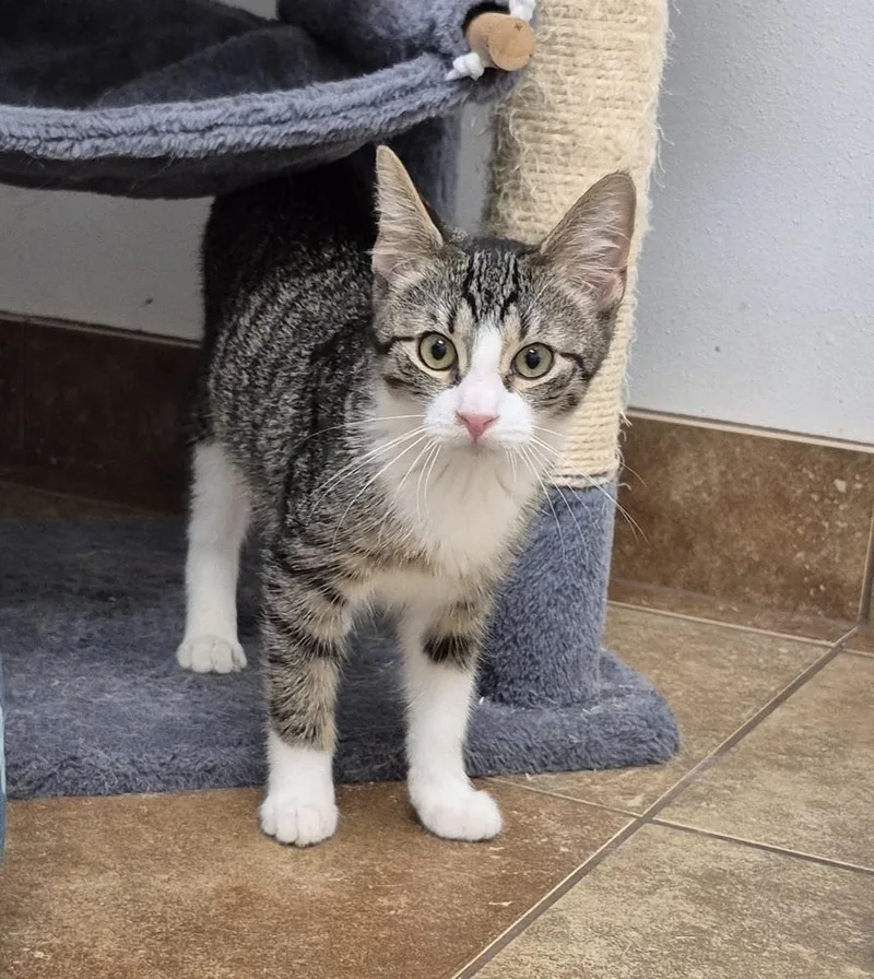 A baby small-sized female Domestic Short Hair cat named Ruby for adoption in South Bend, IN