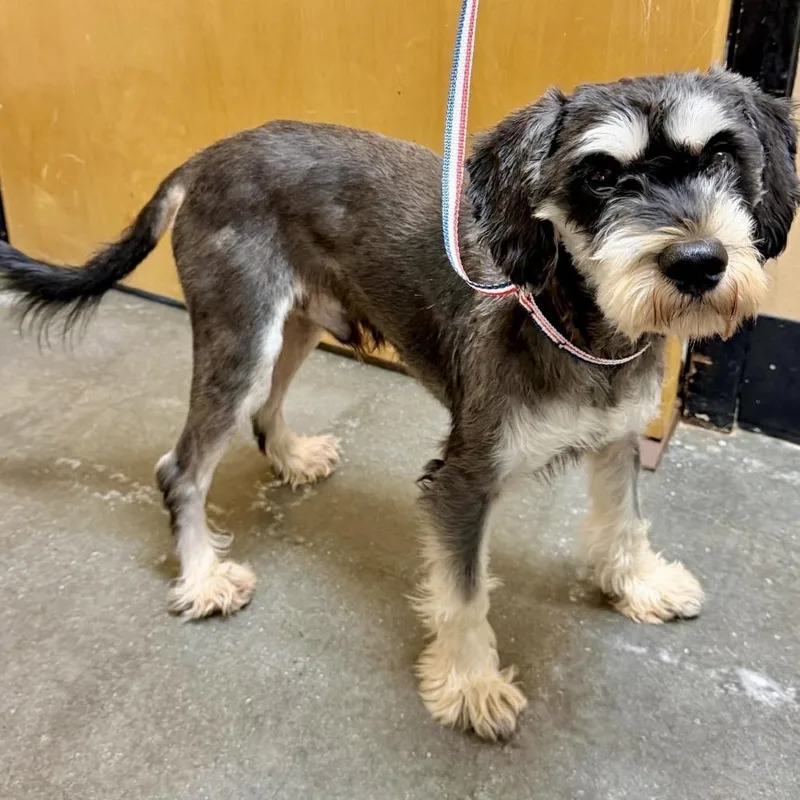 An adult small-sized male Black Miniature Schnauzer dog named Gunther for adoption in Tyrone, GA