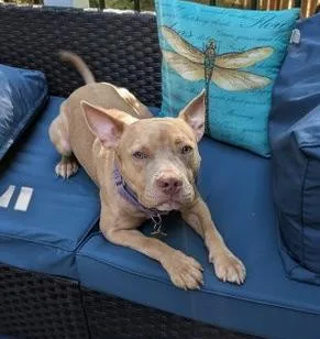 An adult medium-sized male American Staffordshire Terrier dog named Ares for adoption in Garner, NC