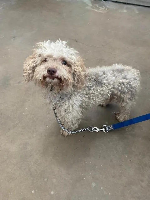A young medium-sized male Mixed Breed dog named Milo for adoption in Dallas, TX