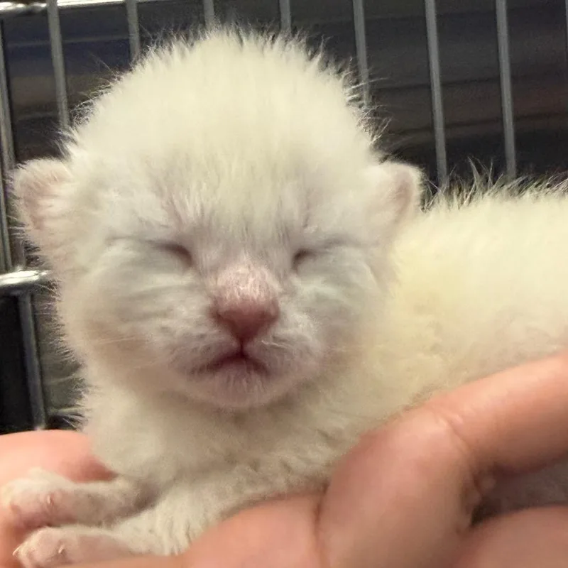 A baby small-sized male Gray / Blue / Silver Domestic Short Hair cat named Drizzle for adoption in Greensboro, NC