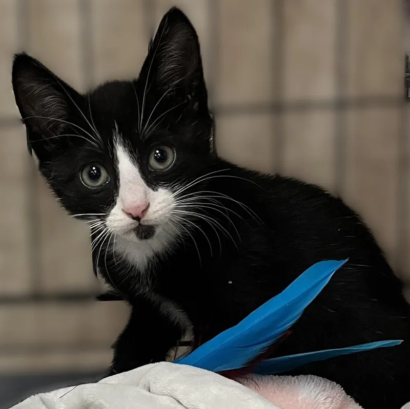 A baby medium-sized female Black & White / Tuxedo Domestic Short Hair cat named Bella for adoption in Shingletown, CA