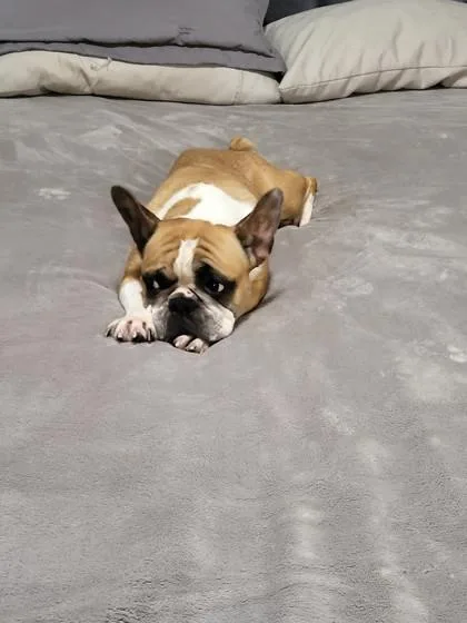 An adult medium-sized female French Bulldog dog named Jellybean for adoption in Fort Worth, TX