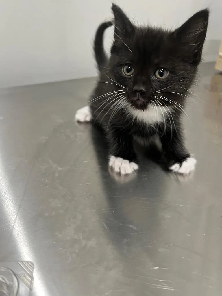 Banjo