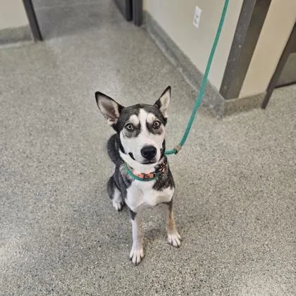An adult large-sized male Husky dog named Banks for adoption in Kansas City, MO